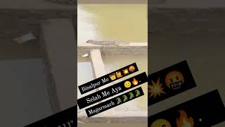 bisalpur selab me Aya Magarmach 🐊🐊🐊🐊  bisalpur selab video 👑❣️ reels shorts trending songs [upl. by Tonry187]