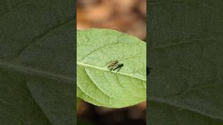 Longlegged Fly flies to and from Camphorweed leaf [upl. by Juback]