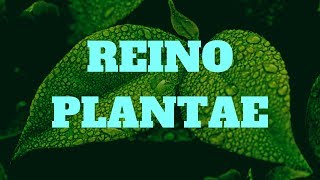 EL REINO VEGETAL O PLANTAE BRIOFITAS Y TRAQUEOFITAS GIMNOS PERMAS Y ANGIOSPERMAS MONOCOTI [upl. by Blank682]