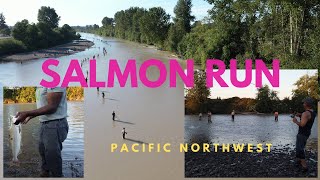 Salmon Season on the Puyallup River  See Salmon Run in Washington [upl. by Meara]