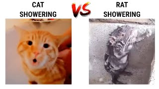 Cat Showering VS Rat Showering [upl. by Ecinad723]