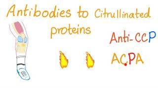 AntiCyclic Citrullinated Peptide antiCCP  Rheumatoid Arthritis RA Rheumatology Labs [upl. by Notxarb]