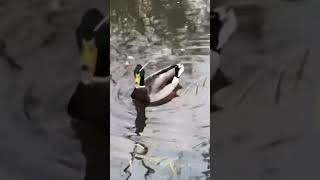 Rasping call of a male Mallard [upl. by Rooker]