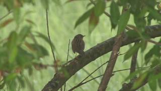 Lanceolated Warbler（マキノセンニュウ） [upl. by Notnilc737]