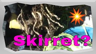 Skirret Harvest Growing in a barrel Ancient food source [upl. by Navac]