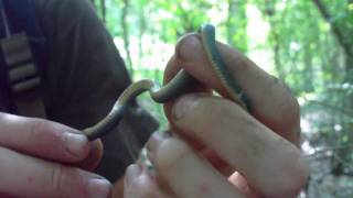 Northern Ringneck Snake [upl. by Anahpos]