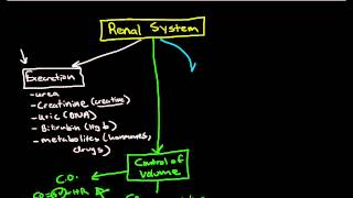 Physiology of the Renal System Introduction [upl. by Nairad266]