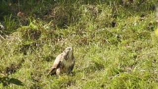 Buteo buteo  Ratonero común  Common buzzard [upl. by Enyahs]