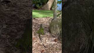 green iguana in Florida Everywhere [upl. by Suriaj]