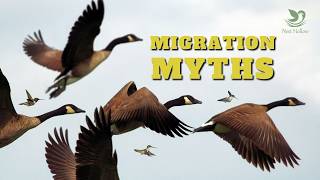 Bird Migration  10 Myths and Facts Explained [upl. by Gnuhp]