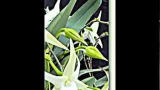 Die Angraecum Orchideen [upl. by Argent169]