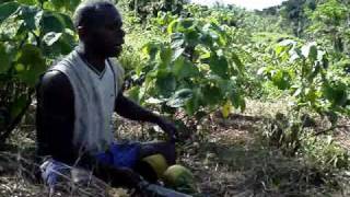 Madventurer Fiji  Nakavika Village Moji takes us on a guide to Yaqona Farming grogkava [upl. by Grochow313]