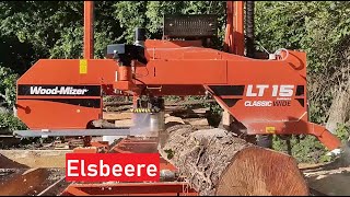 Das erste Mal Elsbeere auf dem Sägewerk – was ein geiles Holz [upl. by Anib792]