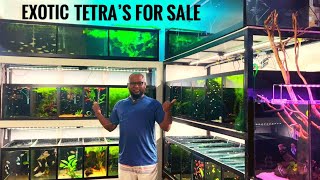 EXOTIC PLANTED AQUARIUM FISH SALE VIDEO  CHENNAI AQUARIUM [upl. by Corilla919]