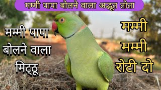 Parrot talking mummy 😱parrot talking papa🥰मम्मी पापा बोलने वाला मिट्ठू 🦜mithu mummy papa👑Mithu awaz [upl. by Elletsyrk]