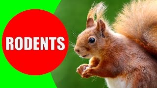 Rodent Sounds for Kids to Learn  Rodents Documentary with 18 Different Types of Rodents [upl. by Carrnan]