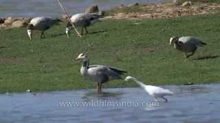 Barheaded Goose in Satpura Madhya Pradesh [upl. by Dulcle396]