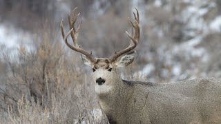 Deer Season Preview 2023  NDGF  11022023 [upl. by Arrakat]