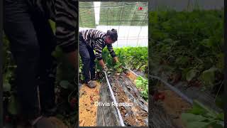 planting strawberries strawberry seedlings nursery base seedlings for sale strawberry seedlings [upl. by Launamme]