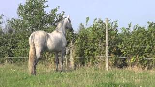 In the field  stallion behavior versus gelding behavior  about senses [upl. by Ermin420]