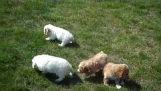 Cockapoo Puppies Playing [upl. by Amberly]