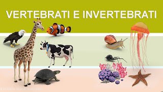 Vertebrati e invertebrati [upl. by Gisela]