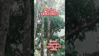 For a healthier Lanzones Fruit Tree shortvideo farming farmlife shorts [upl. by Firooc]