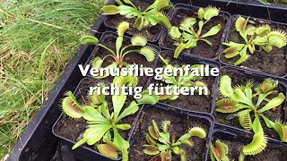 Venusfliegenfalle richtig füttern  Fleischfressende Pflanzen mit Spinnen Asseln usw füttern [upl. by Saval476]