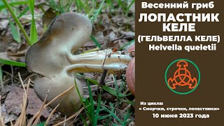 Весенний гриб Лопастник Келе Helvella queletii [upl. by Eibbil]