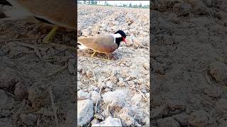 Bird red wattled lapwing [upl. by Swanhildas]