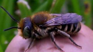 Resin Bee on Mushroom Gunbarrel Colorado [upl. by Diego]