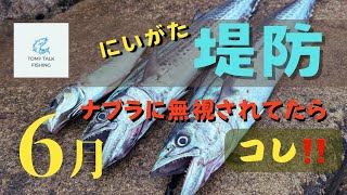 にいがた堤防 ナブラ無視されてる時 試す価値あり [upl. by Vivica]