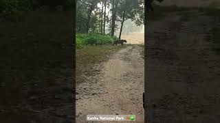 Jeep safari in Kanha National Park madhyapradesh kanhanationalpark [upl. by Valerie]