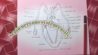 How to draw Sepia nervous system dorsal side very easy way step by step [upl. by Zena]