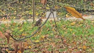 20241023 LJUBLJANA Botanični vrt PASSERIFORMES Erithacus rubecula TAŠČICA [upl. by Nyladnor]