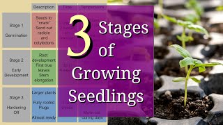 3 Stages of Planting Seedlings for Beginners [upl. by Kathrine]