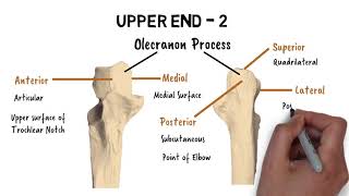 FEATURES OF ULNA [upl. by Goff722]