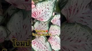 โฉมปราณ❤️💖 caladium บอนสี บอนสีโบราณ garden caladiumlovers plantlover ไม้ประดับ [upl. by Weiser]