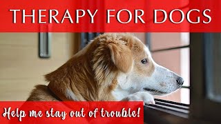 Music Therapy for Dogs Home Alone Quiet and Calm [upl. by Doelling]