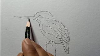 How to draw a kingfisher step by step [upl. by Eilama]