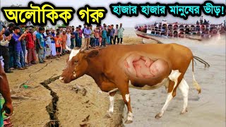 সুবহানাল্লাহ অলৌকিক একটি গরু ও তার মালিকের কাহিনী  ইসলামিক কাহিনী  miracle of Allah  Umama tv [upl. by Trudie]