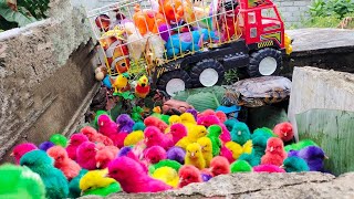 Menangkap ayam lucu ayam warna warni ayam rainbow bebek angsa ikan hias ikan cupang kelinci1 [upl. by Sander]