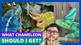 Chameleon Species Showdown Find Your Ideal Pet [upl. by Ennahs20]