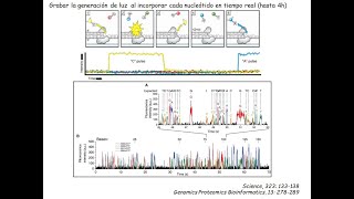 Método de secuenciación PACBIO – SMRT sequencing [upl. by Ellette595]