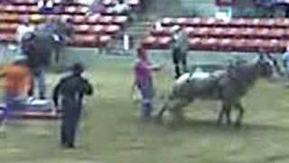 Houston Rodeo Mule Pull [upl. by Shinberg832]