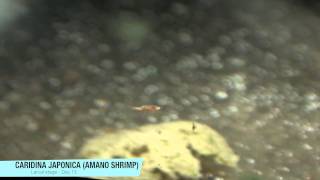 Breeding Amano Shrimp Day 15 [upl. by Eissert]