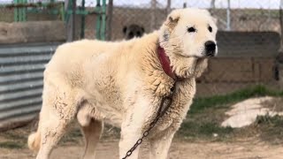 YARI KANGAL YARI AKBAŞ  AKGAL SİVASTAKİ BEYAZ ÇOBAN KÖPEKLERİ [upl. by Niu]