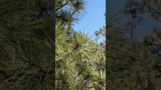 Jackie amp Shadow’s Nest  Eagle Nest in Big Bear Lake California  Fawnskin California [upl. by Aixela173]