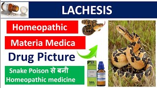 Lachesis homeopathic medicine Drug Picture Materia Medica homoeopathy muhs bhms materiamedica [upl. by Cloutman]