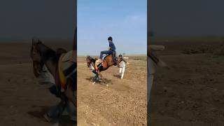 horse rider stunts 😱😱 🐎 powerful 💪 ⚡ horse [upl. by Ogata]